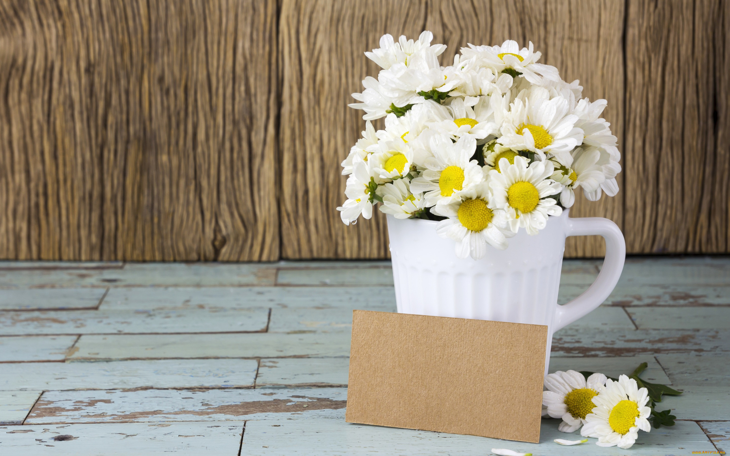 , , flowers, , mug, camomile, romantic